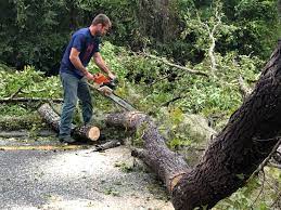 Best Storm Damage Tree Cleanup  in Mbrian Park, CA